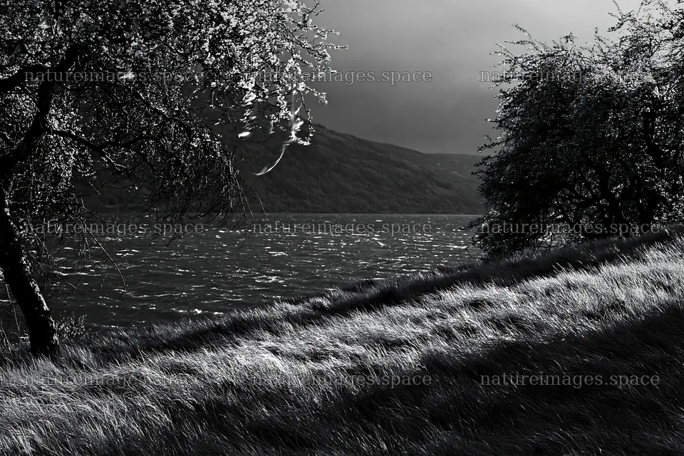 Fjord orchard meadow landscape with trees and water – nature images 9722x6480