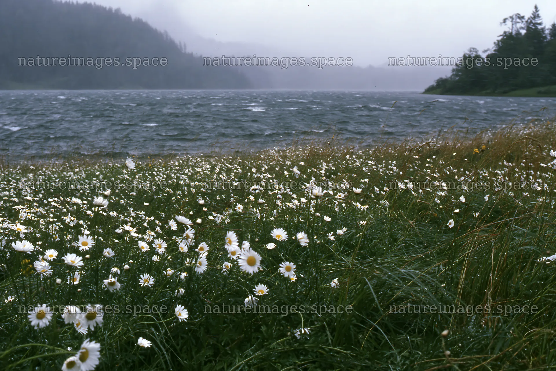 Snowy lakeside meadow with flowers under cloudy sky – nature images 9722x6480