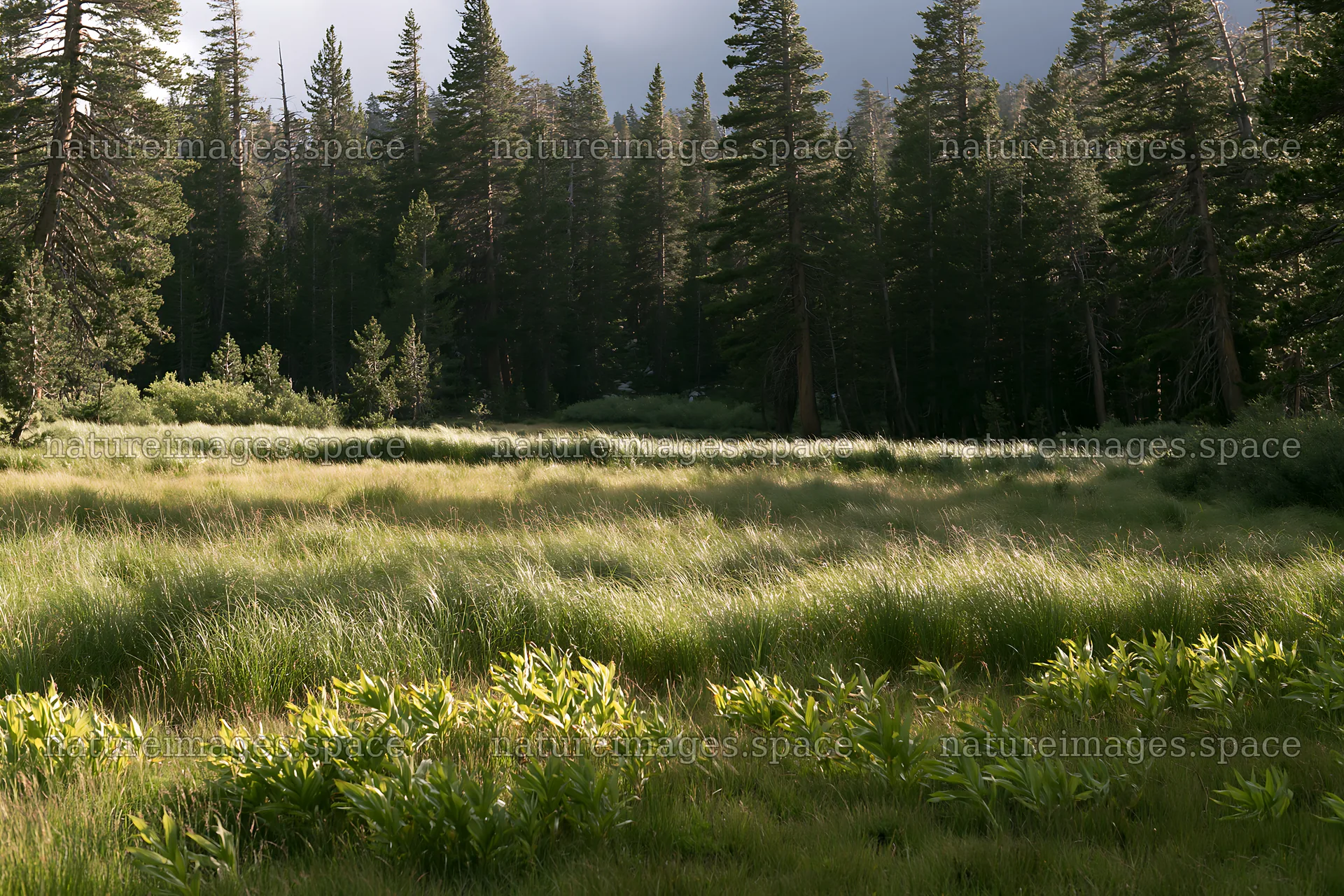 Pine forest meadow with tall grass and trees in the background – nature images 9722x6480