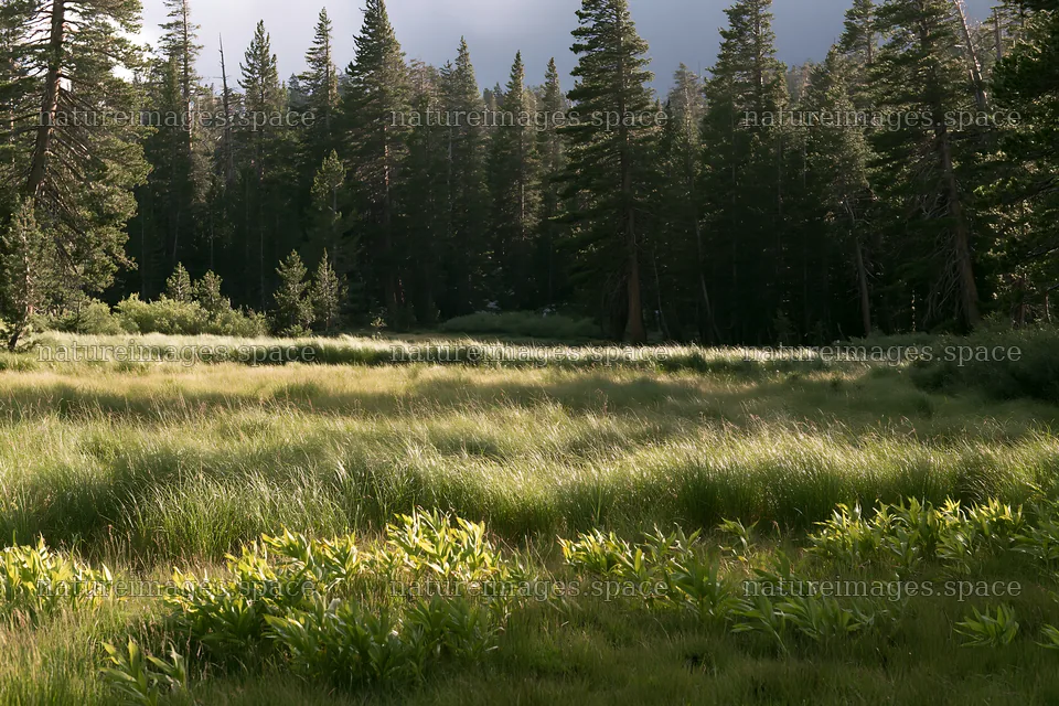 Pine forest meadow with tall grass and trees in the background – nature images 9722x6480