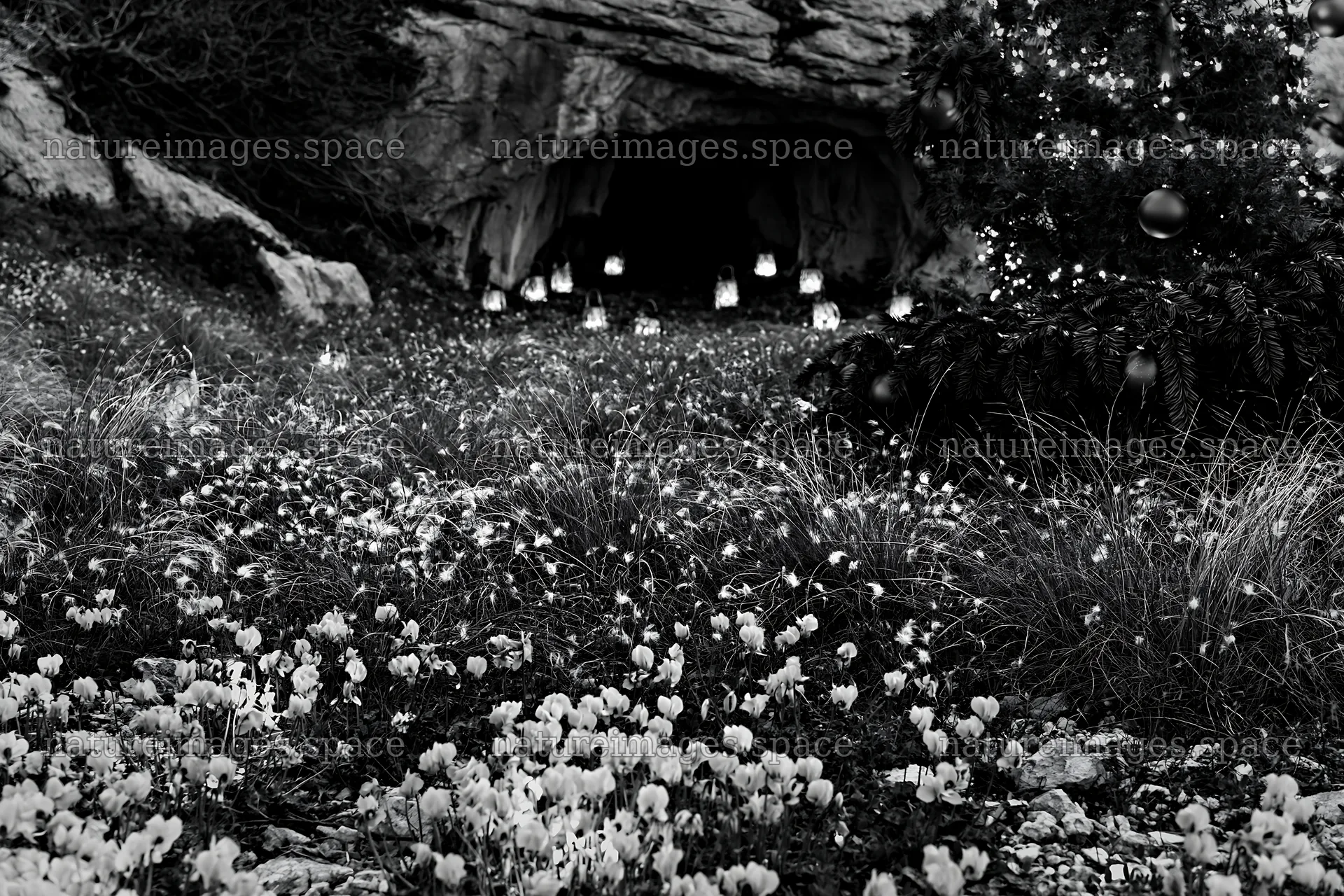 Christmas lanterns in meadow near cave – nature images 9722x6480