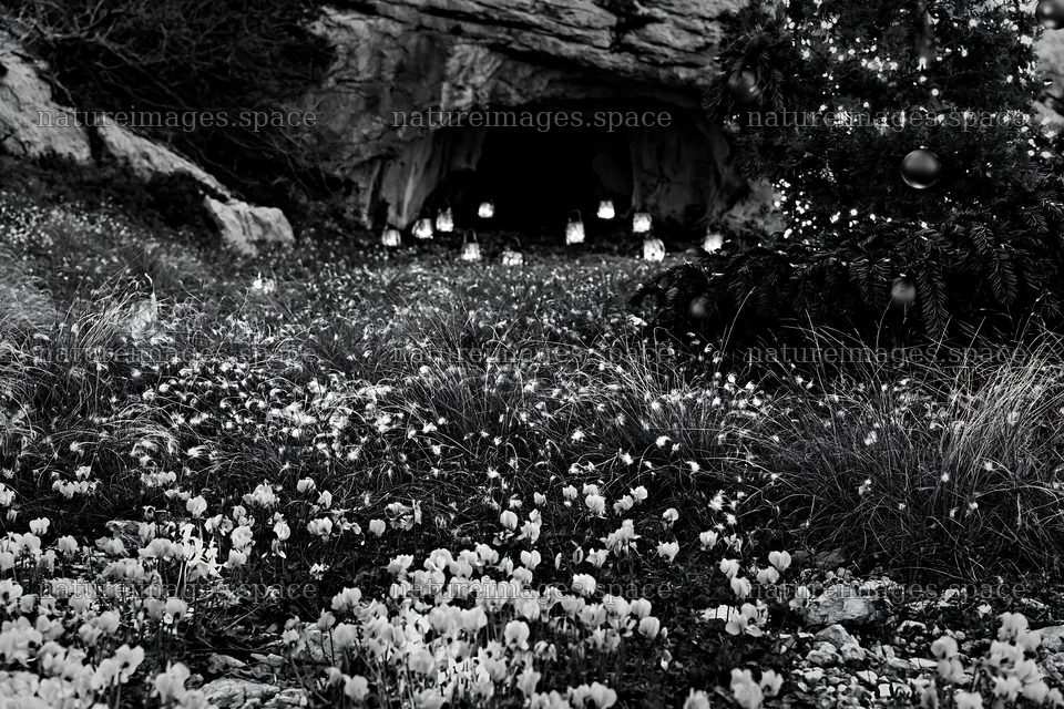 Christmas lanterns in meadow near cave – nature images 9722x6480