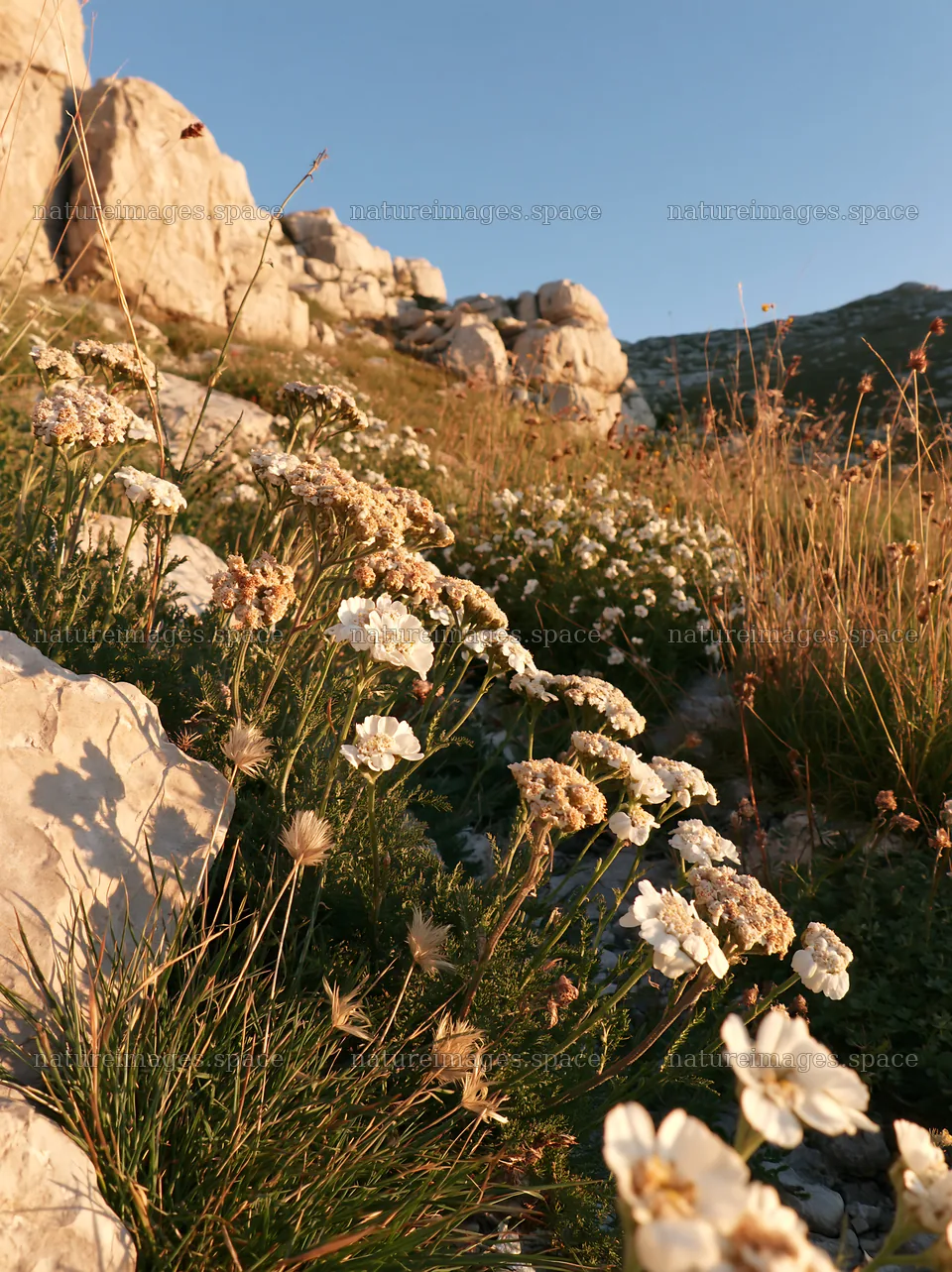 Twilight meadow with yarrow flowers on rocky slope – nature images 6866x9174