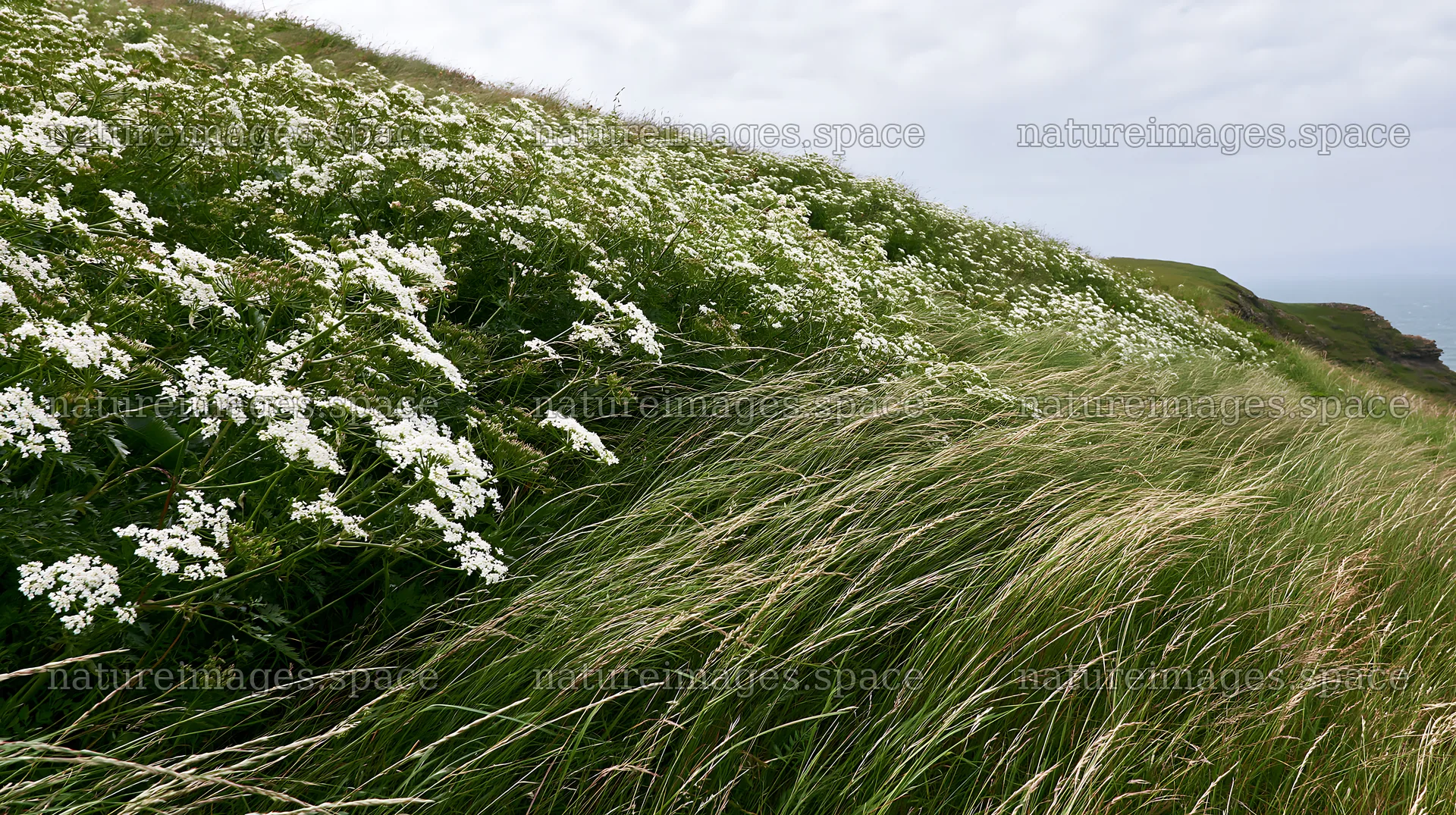 Cow parsley meadow in a grassy landscape near the coast – nature images 10608x5938