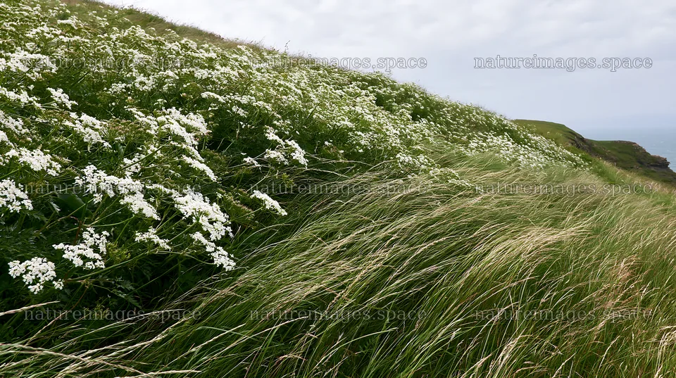 Cow parsley meadow in a grassy landscape near the coast – nature images 10608x5938
