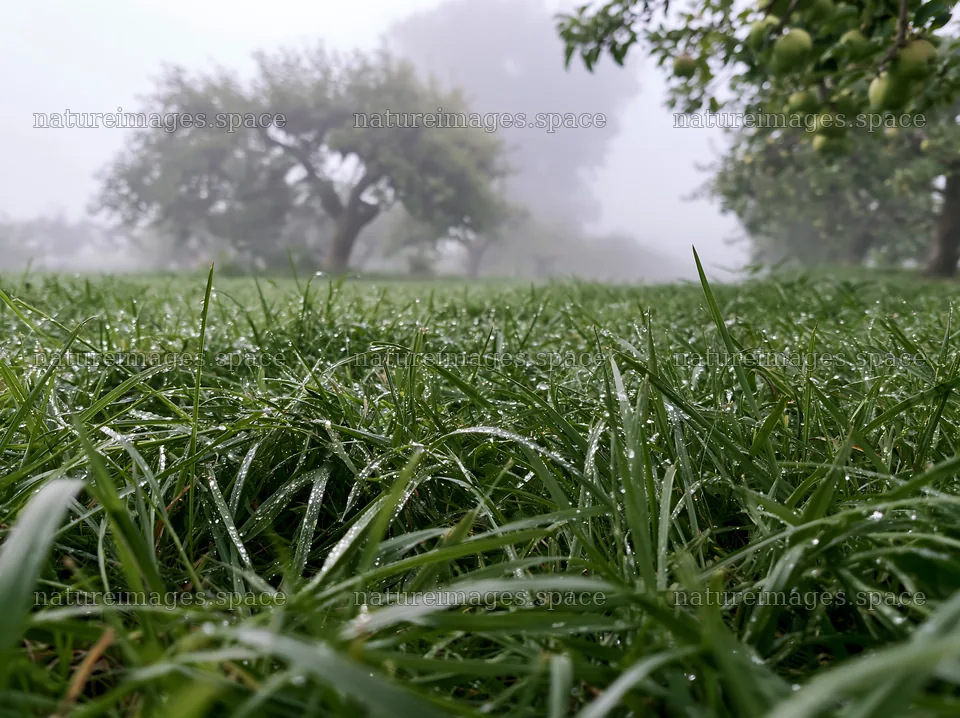 Foggy orchard meadow with wet grass and trees in background – nature images 9174x6866