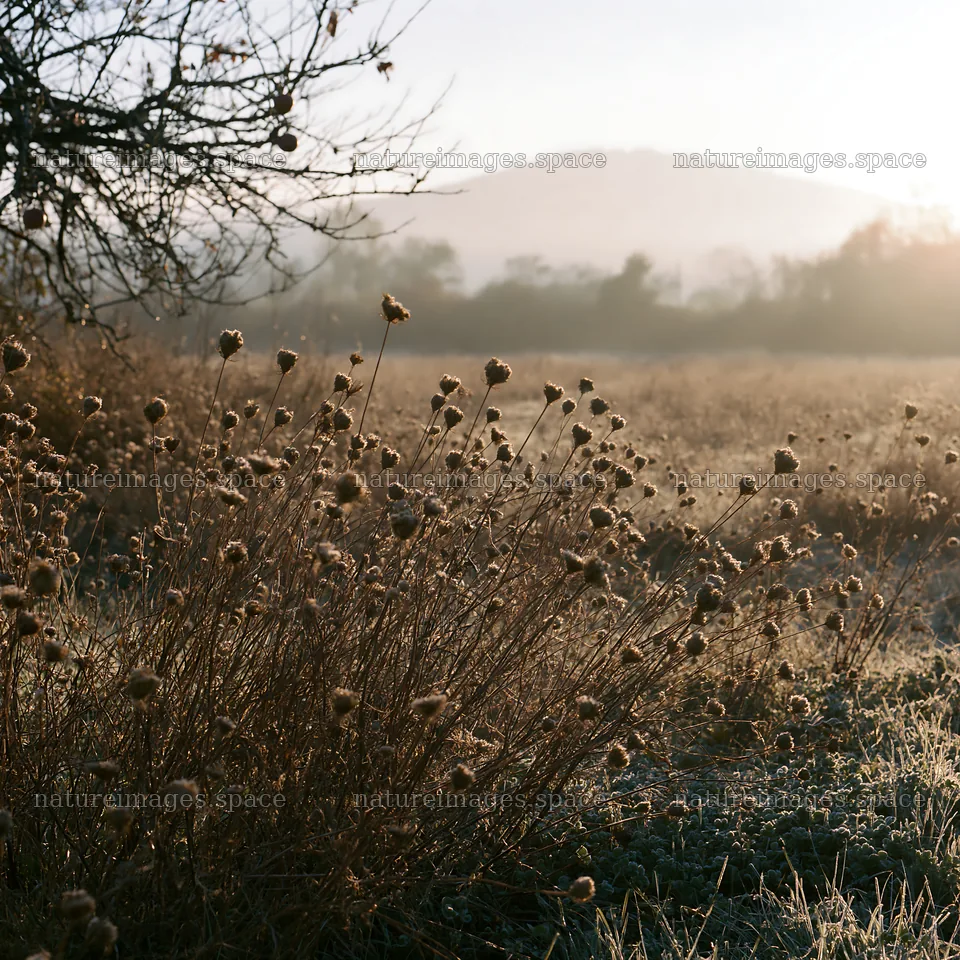 Clover apple meadow at sunrise with frost on the ground – nature images 7938x7938