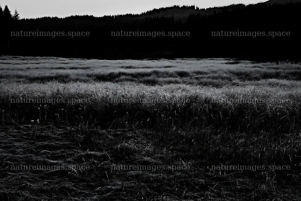 Akita snowmelt meadow with silver grasses at dusk – nature images 9722x6480