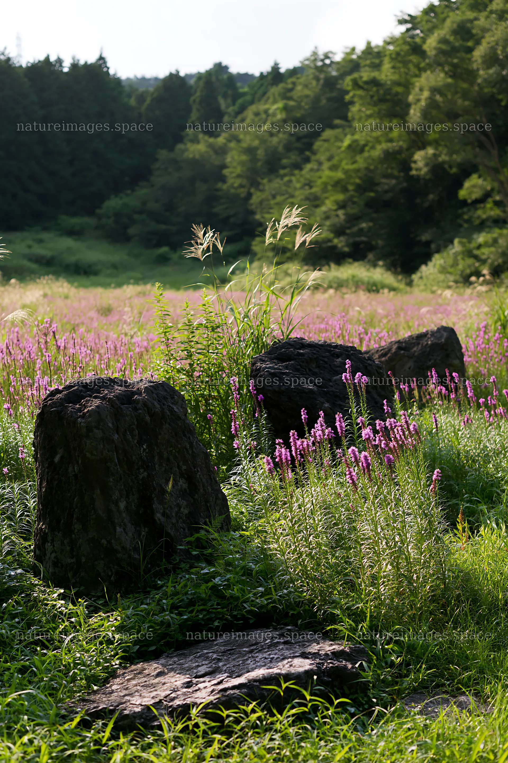 Kanagawa heat resilient meadow volcanic stones surrounded by flowers – nature images 6480x9722