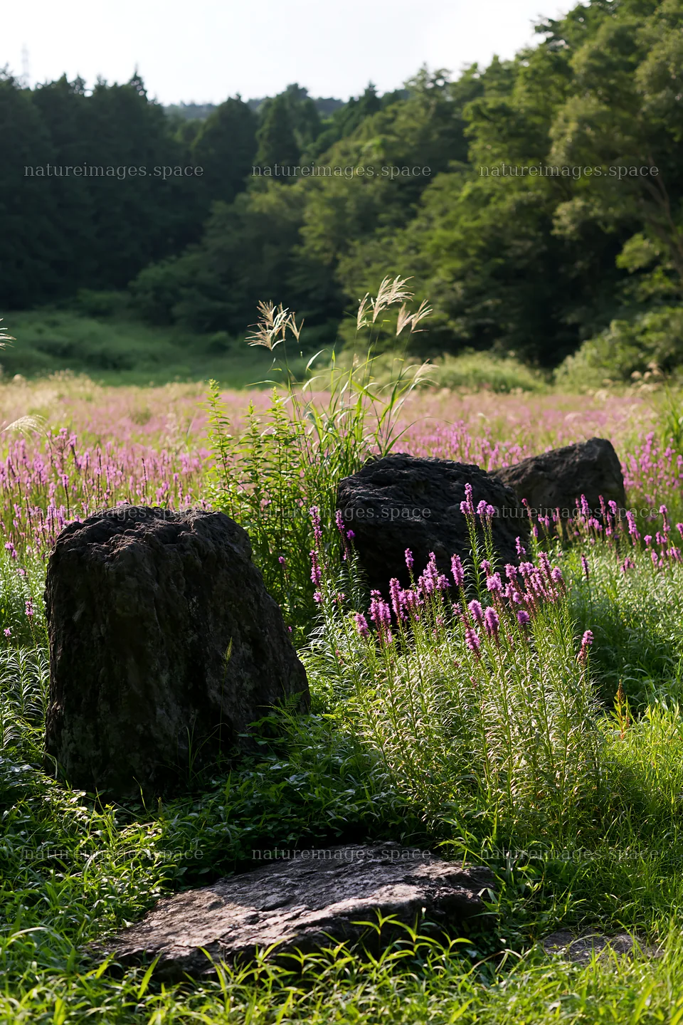 Kanagawa heat resilient meadow volcanic stones surrounded by flowers – nature images 6480x9722