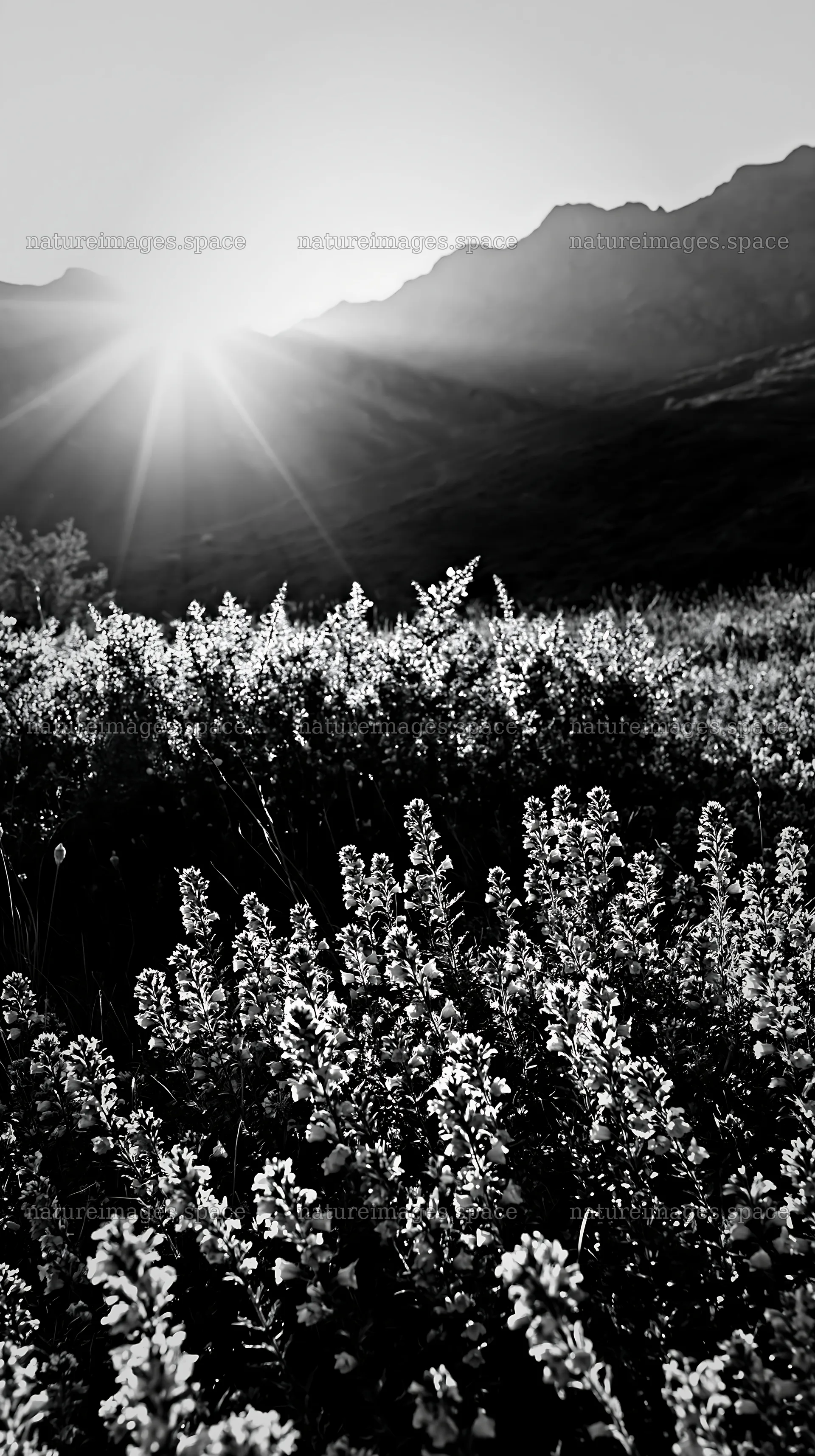 Sunlight over Picos de Europa meadow with flowers – nature images 5938x10608