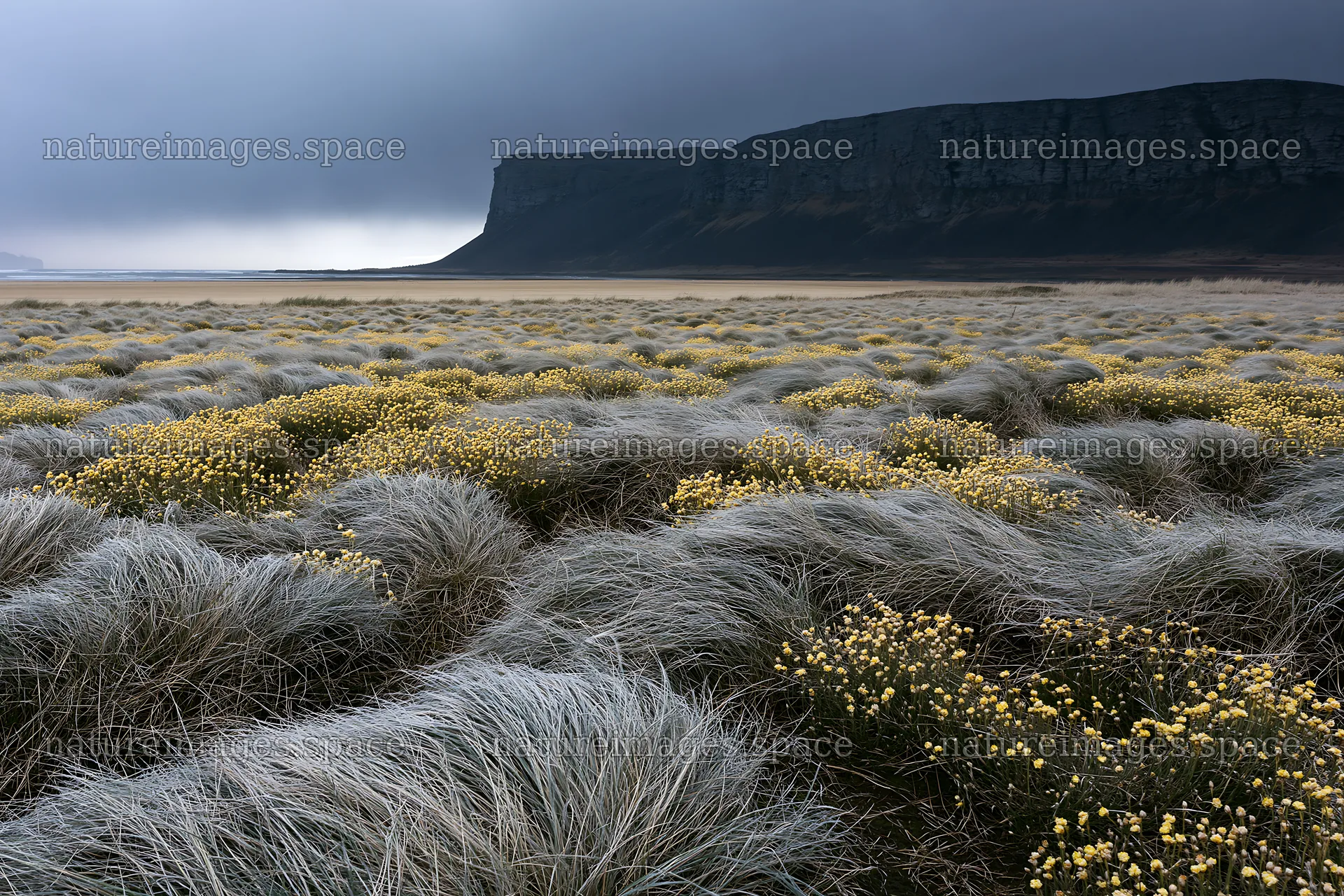 Frosty coastal meadow with grass and yellow flowers – nature images 9722x6480