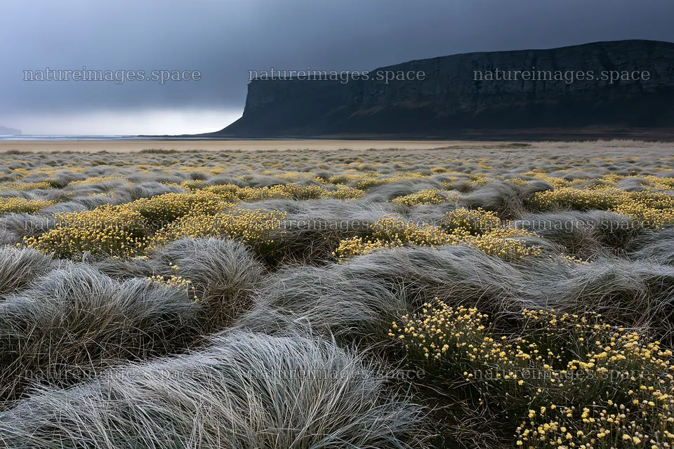 Frosty coastal meadow with grass and yellow flowers – nature images 9722x6480