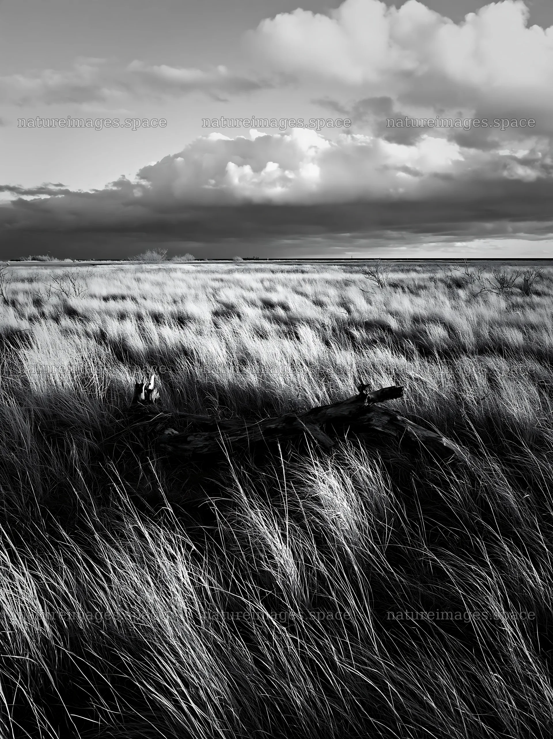 Ishikawa coastal meadow with storm washed driftwood – nature images 6866x9174