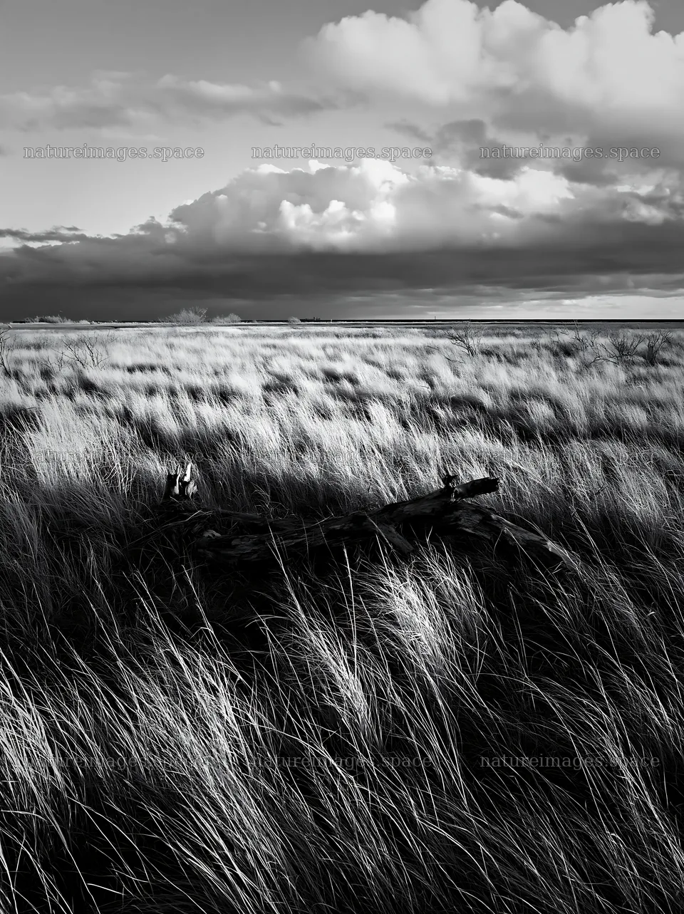 Ishikawa coastal meadow with storm washed driftwood – nature images 6866x9174