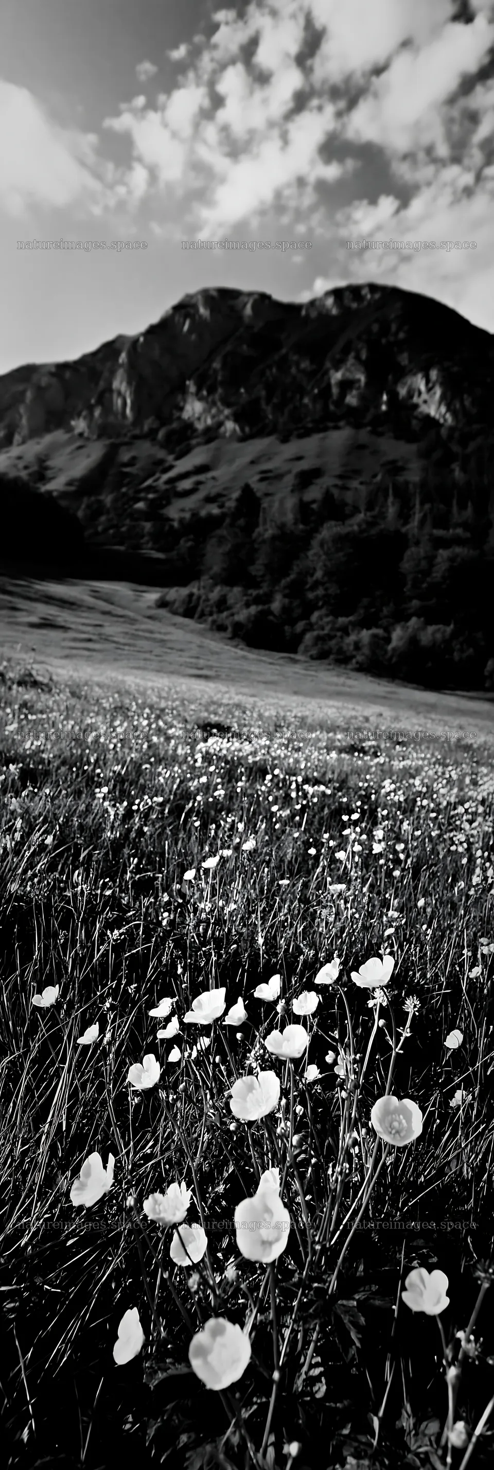 Slovak meadow with flowers across Carpathian valley – nature images 4602x13690