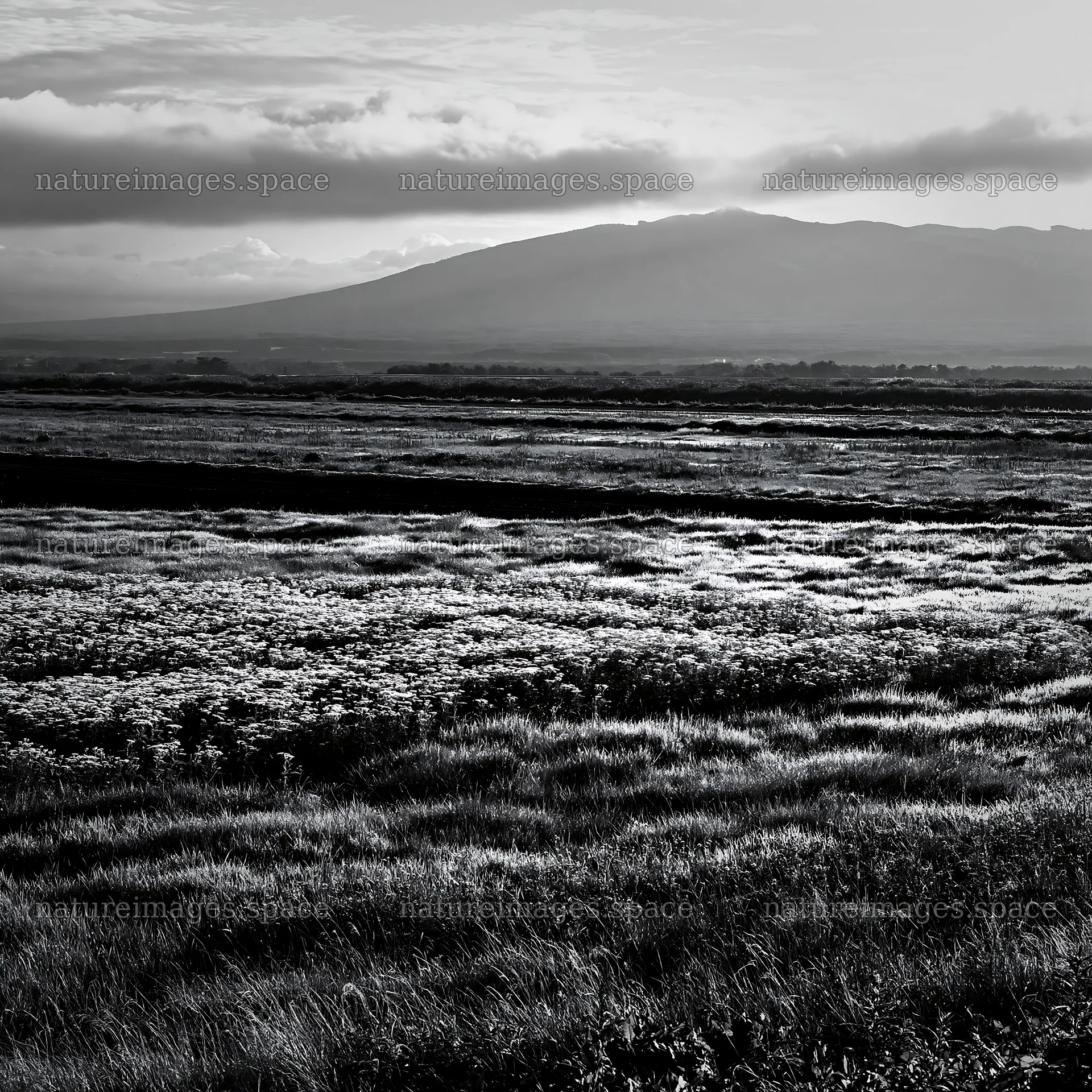 Expansive Hokkaido restoration meadow with dewdrops – nature images 7938x7938