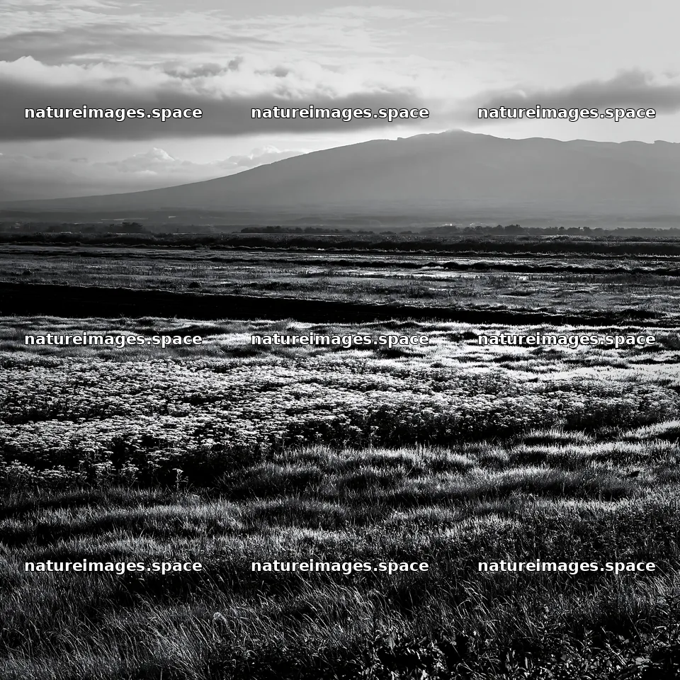 Expansive Hokkaido restoration meadow with dewdrops – nature images 7938x7938