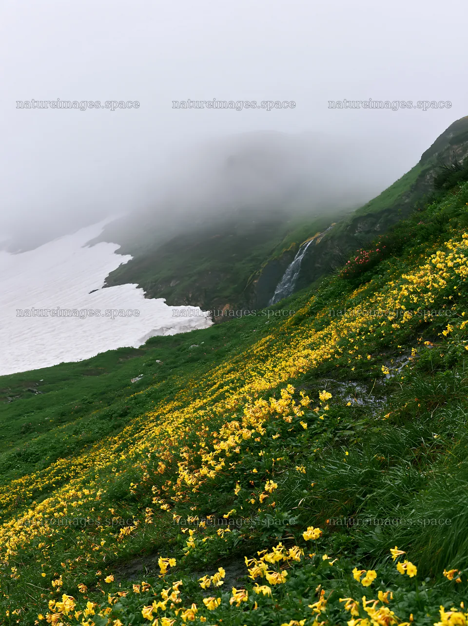 Snowmelt meadow with yellow flowers and mountain fog – nature images 6866x9174