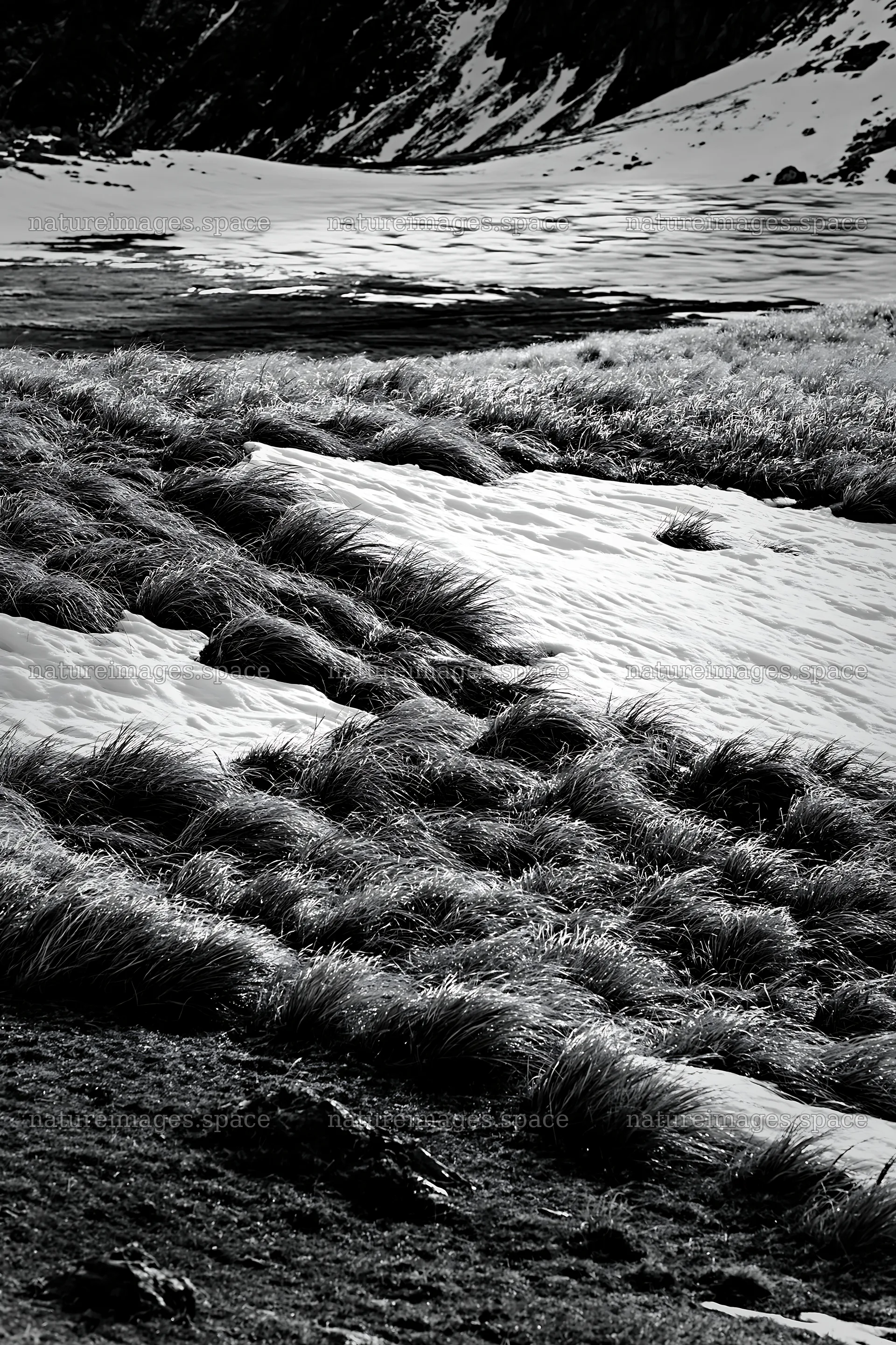 Frozen tarn meadow with grass and snow in black and white – nature images 6480x9722