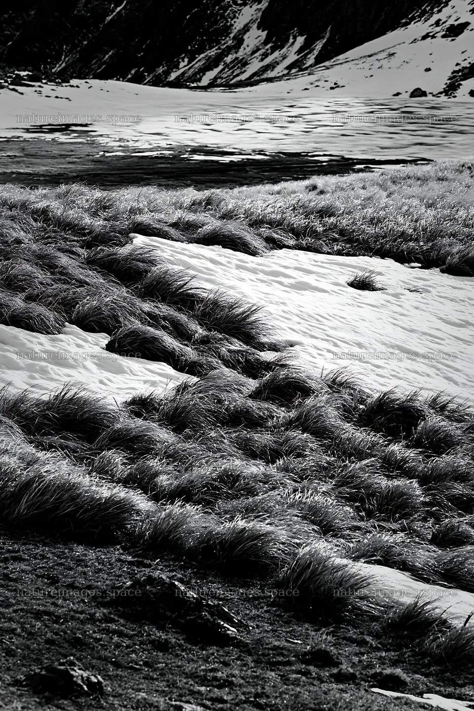 Frozen tarn meadow with grass and snow in black and white – nature images 6480x9722