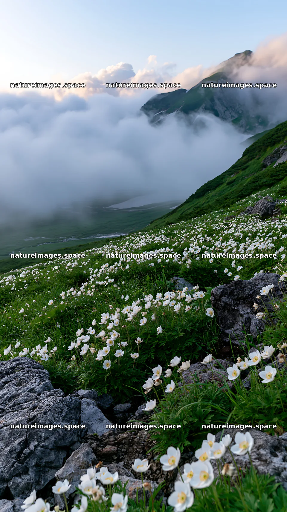 Toyama alpine meadow snowmelt rock foreground with flowers – nature images 5938x10608