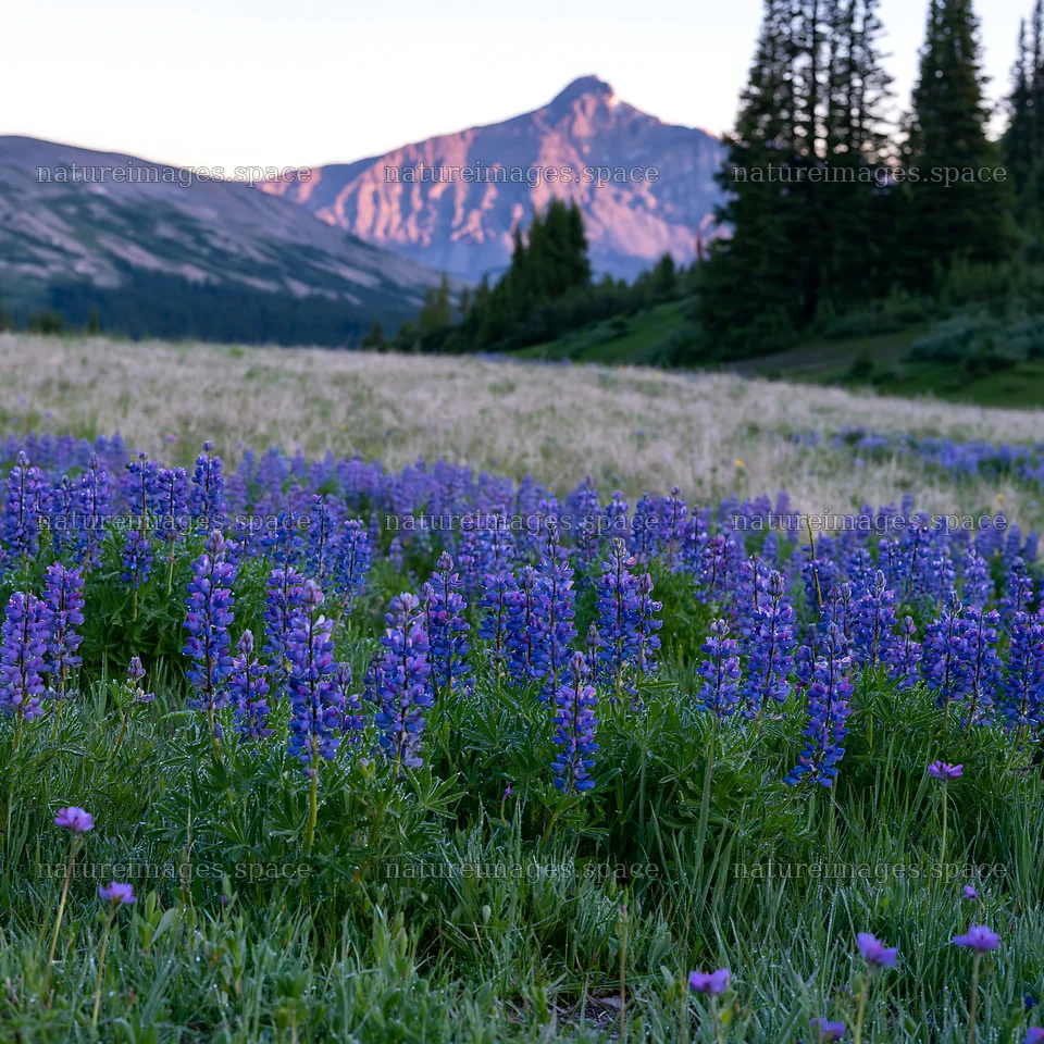 Sunshine meadows banff with purple flowers and mountains – nature images 7938x7938