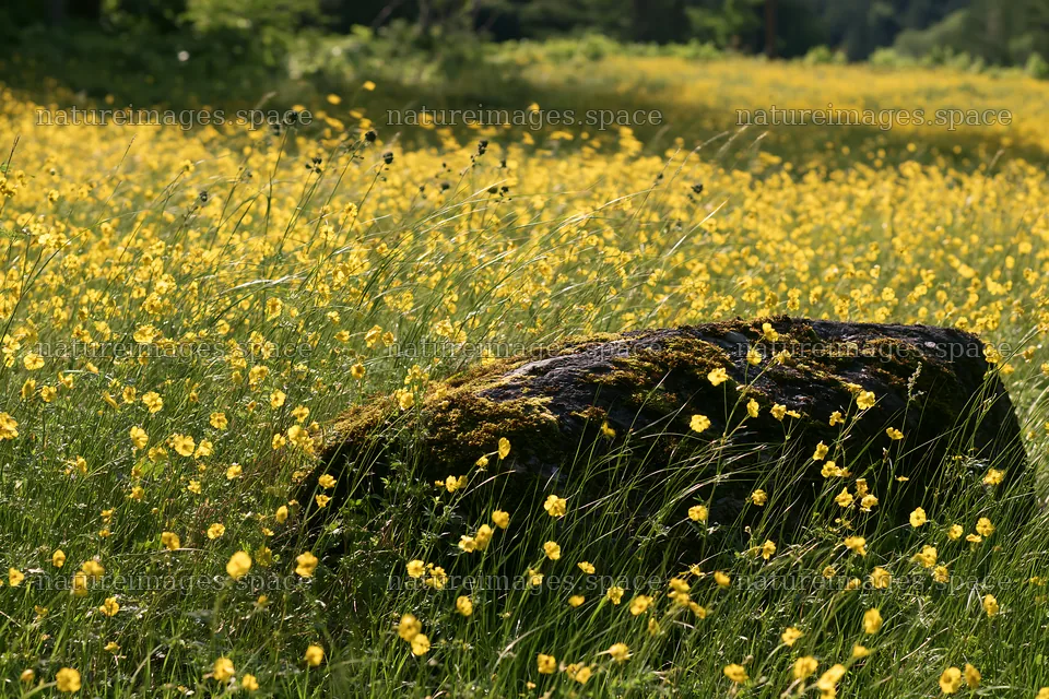 Miyagi spring recovery meadow with mossy stone and yellow flowers – nature images 9722x6480