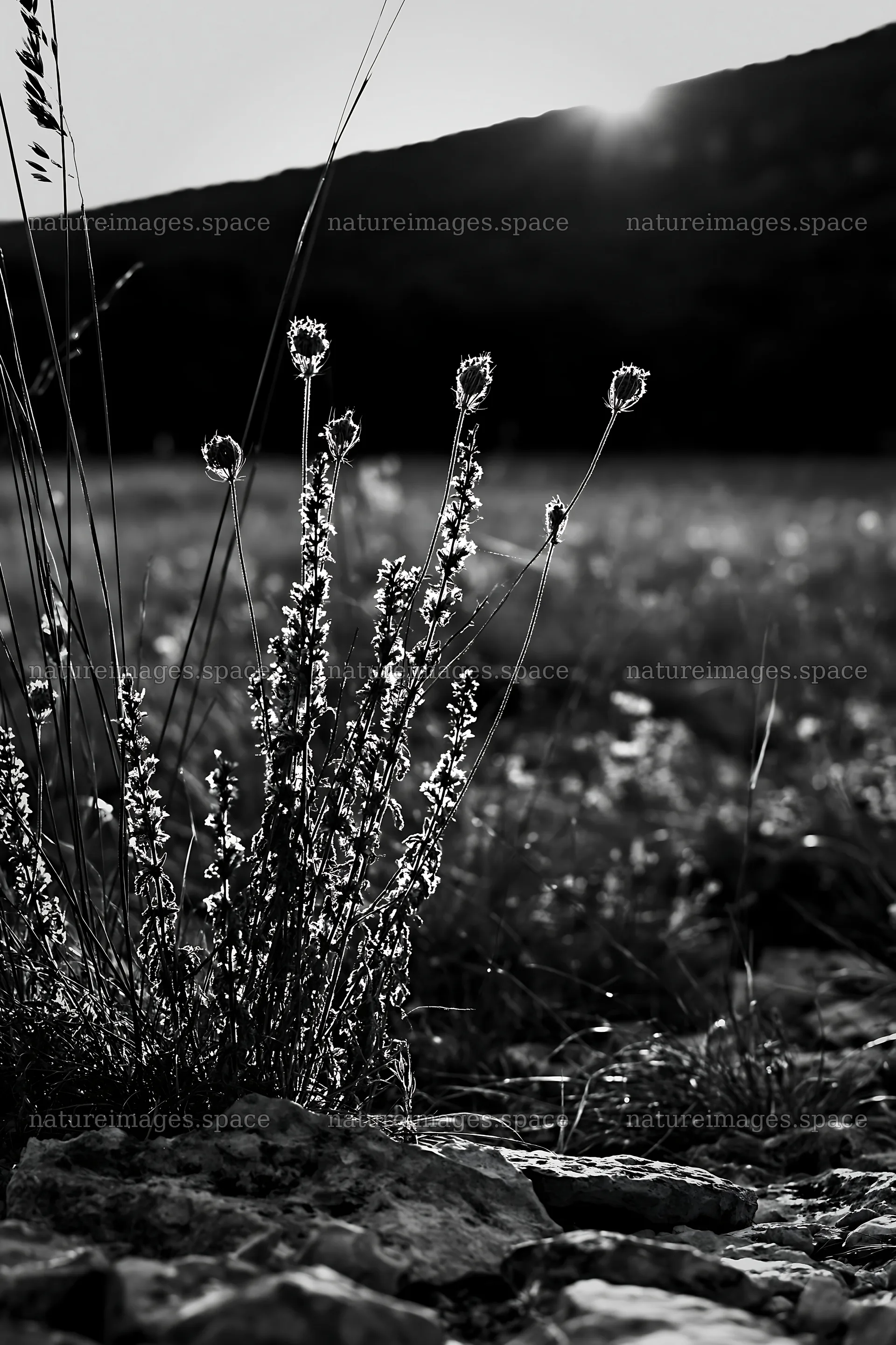 Meadow seedheads backlit at dusk – nature images 6480x9722