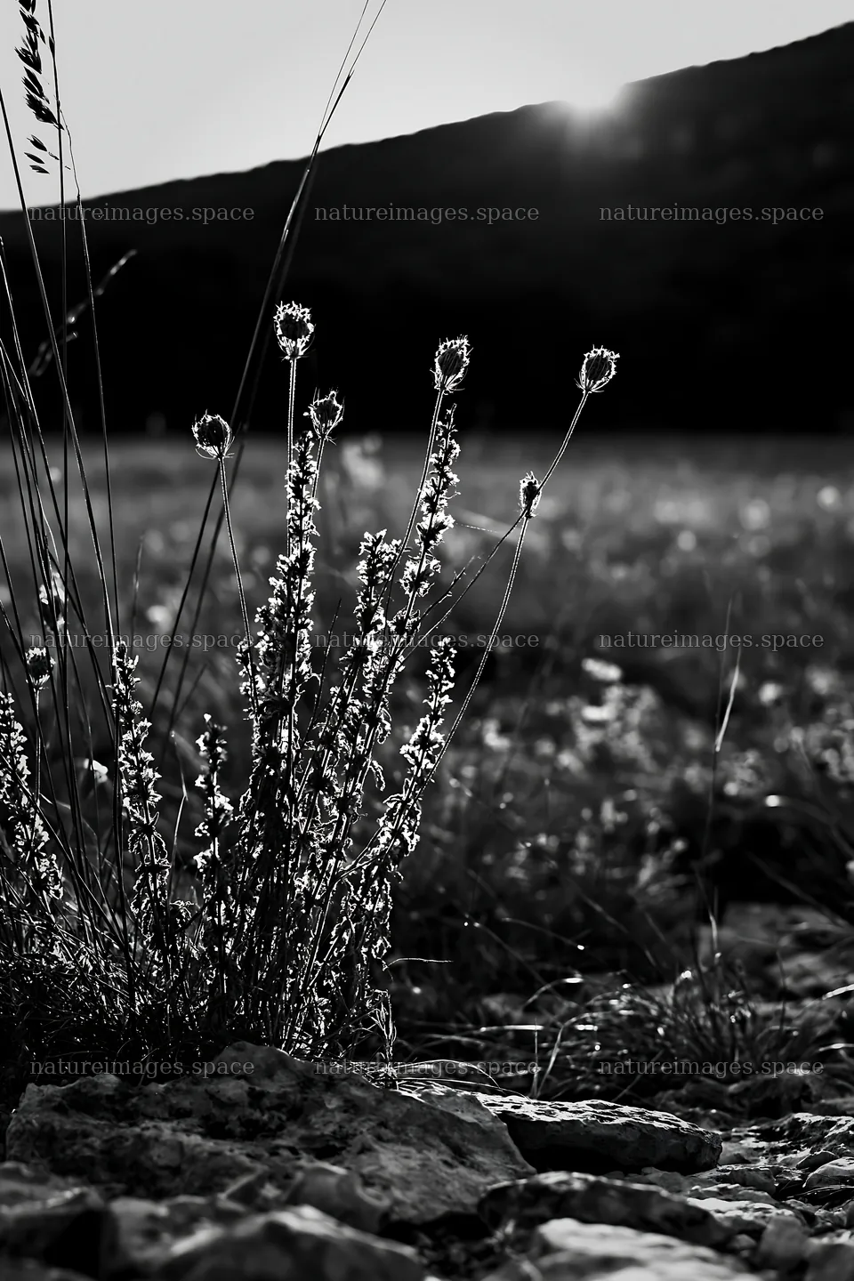 Meadow seedheads backlit at dusk – nature images 6480x9722