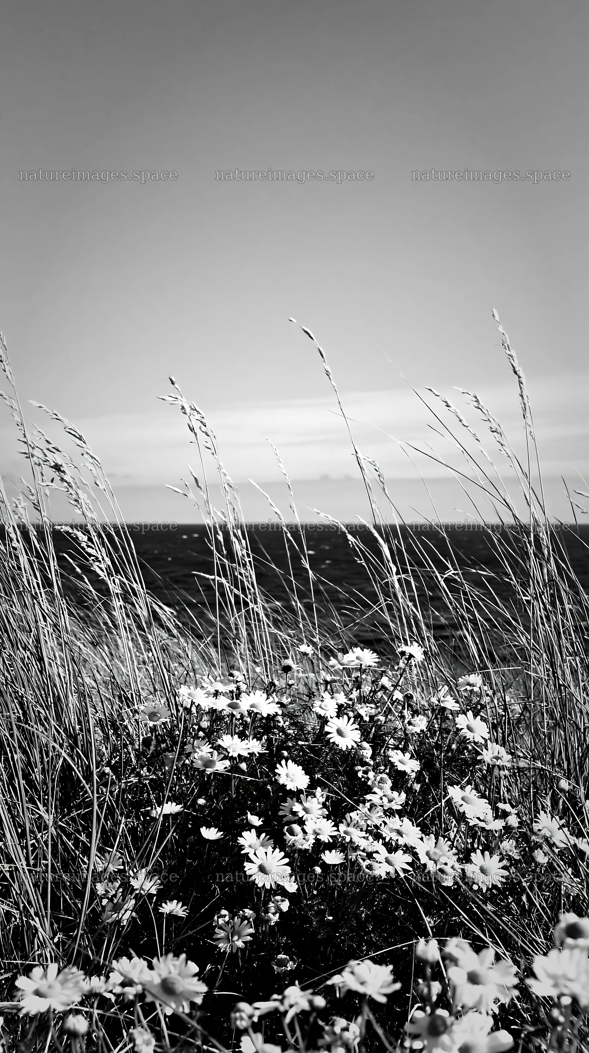 Chamomile meadow for wellness campaign – nature images 5938x10608