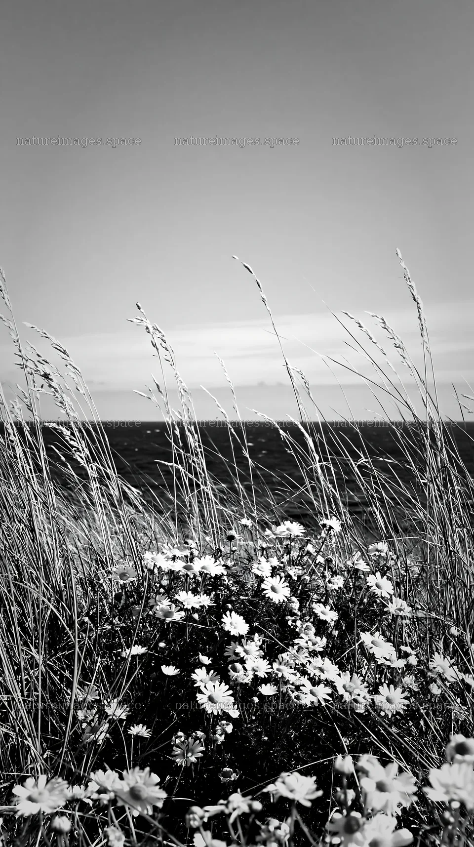 Chamomile meadow for wellness campaign – nature images 5938x10608