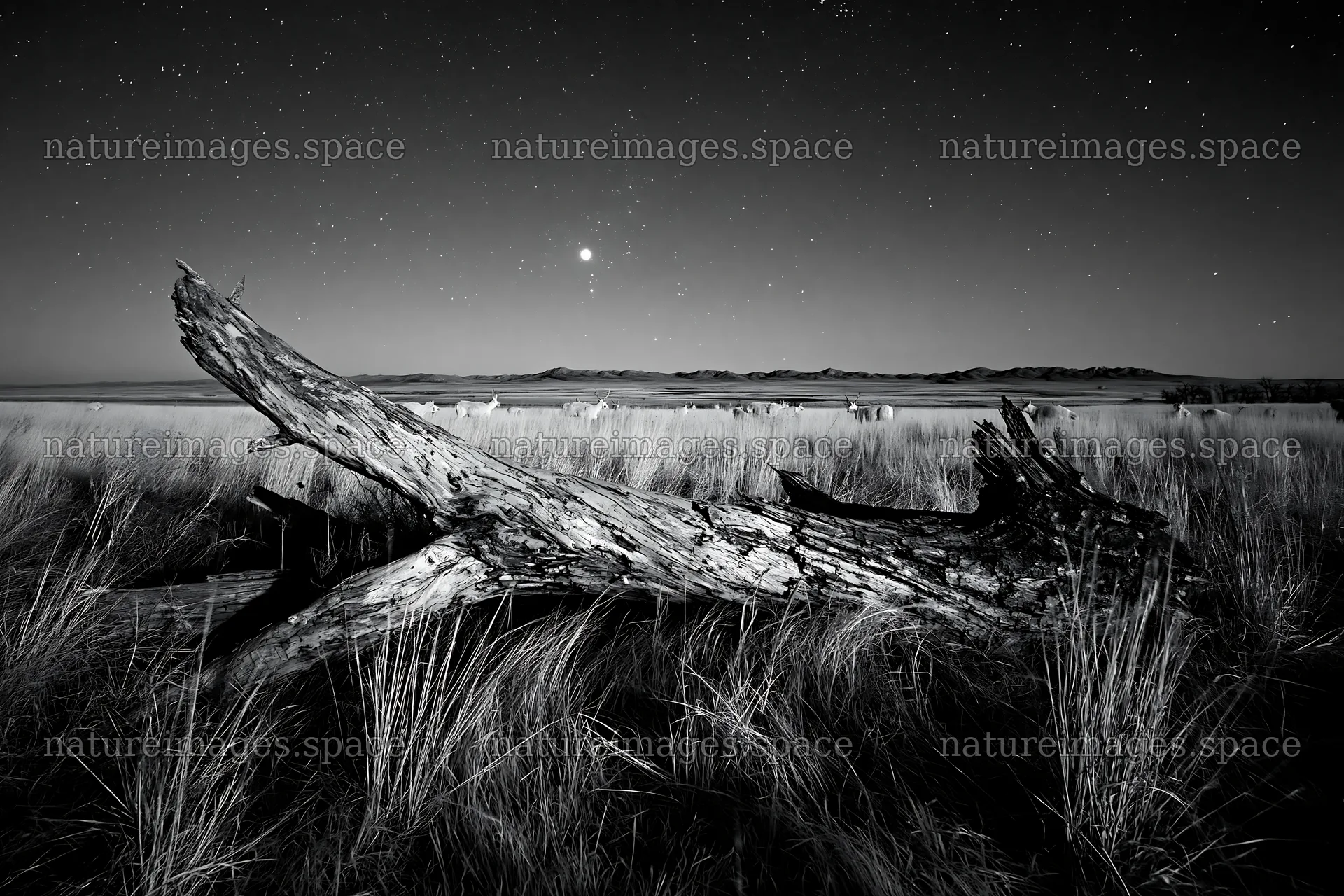 Weathered log in a meadow under stars – nature images 9722x6480