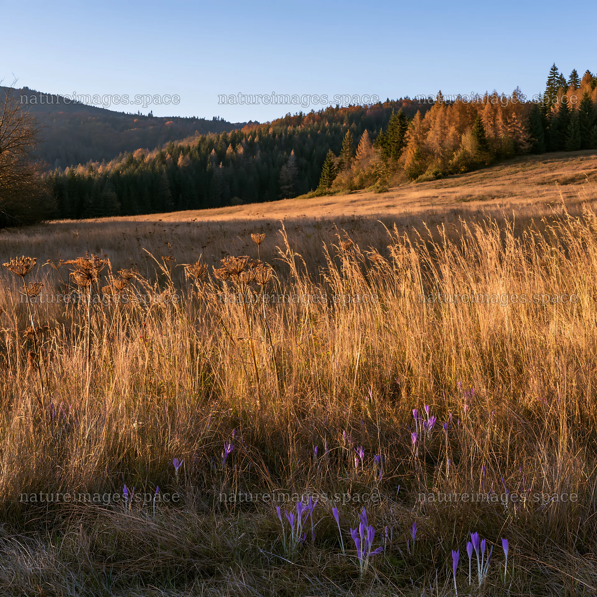 Slovak meadow across Carpathian valley with blooming flowers – nature images 7938x7938