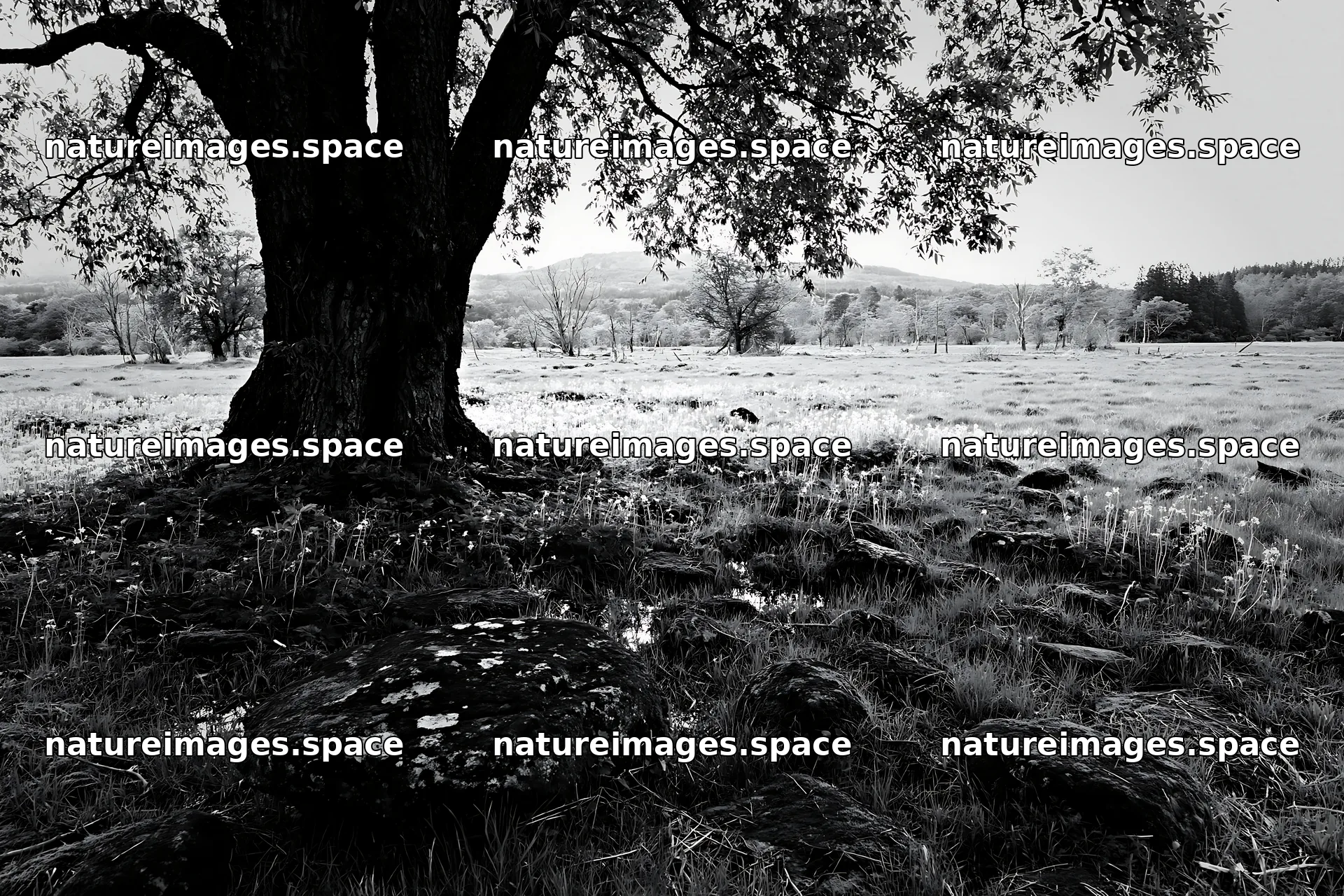 Miyagi spring recovery meadow mossy stone under a large tree – nature images 9722x6480
