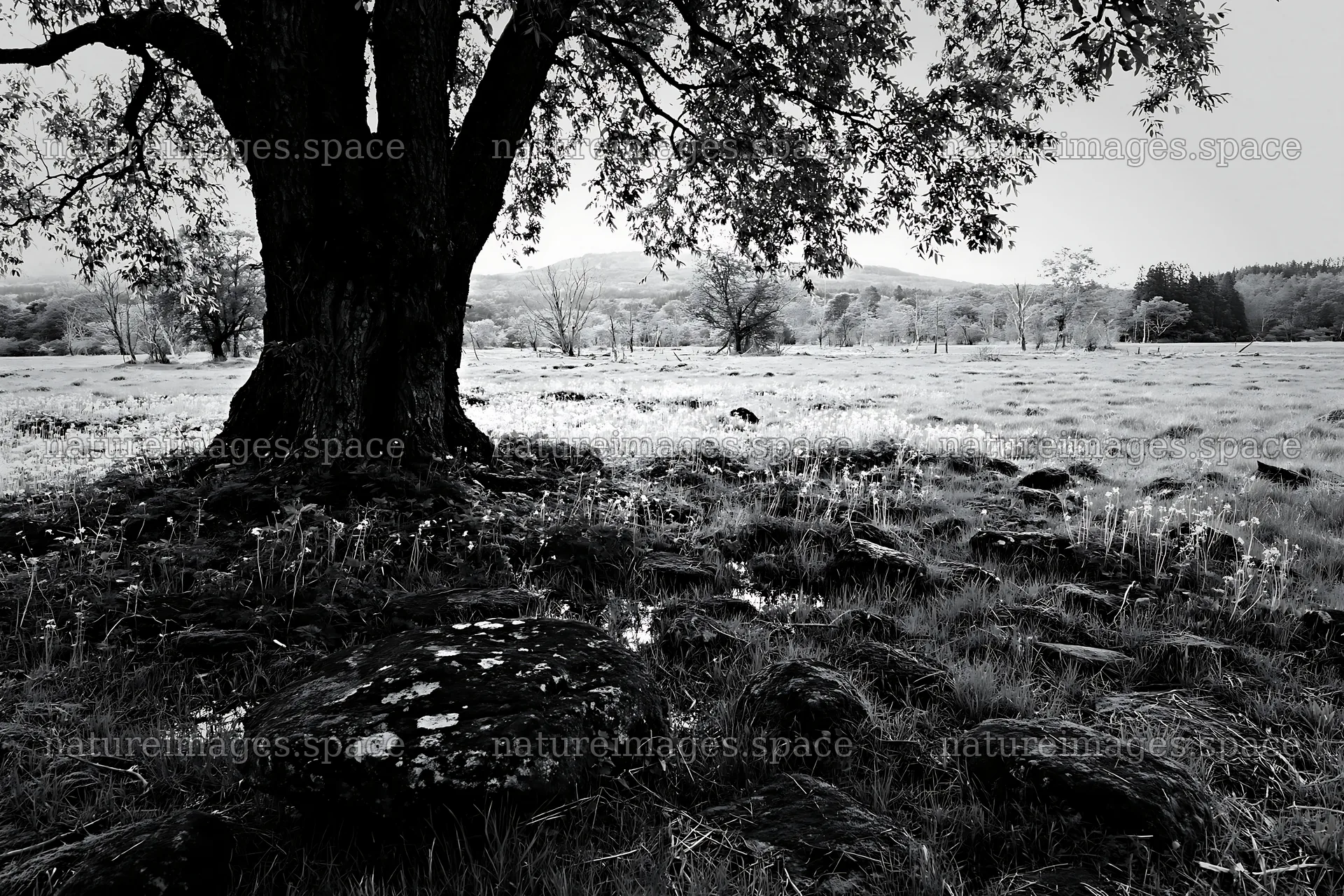Miyagi spring recovery meadow mossy stone under a large tree – nature images 9722x6480