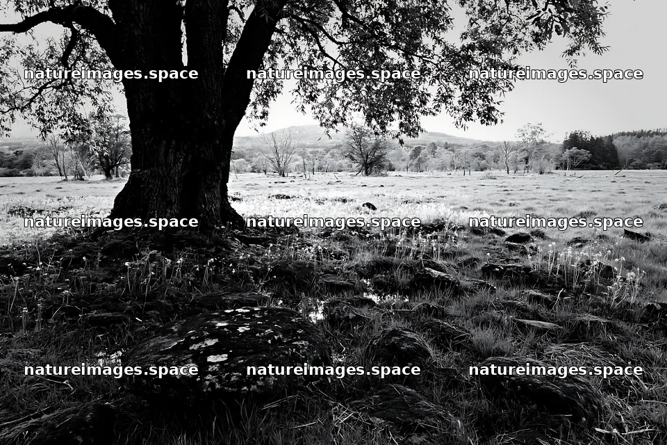 Miyagi spring recovery meadow mossy stone under a large tree – nature images 9722x6480