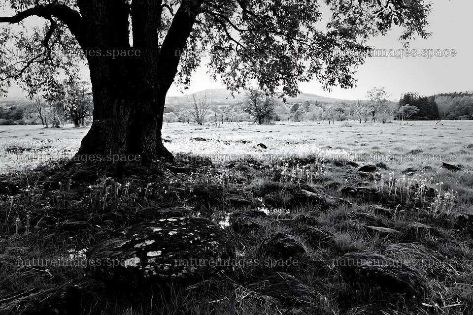 Miyagi spring recovery meadow mossy stone under a large tree – nature images 9722x6480