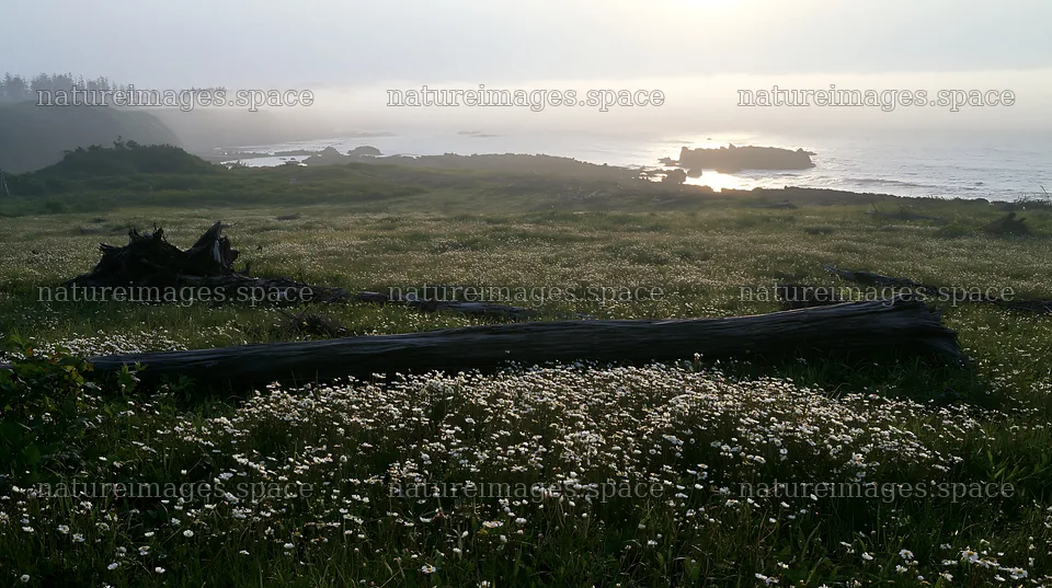 Ishikawa coastal meadow with storm washed driftwood – nature images 10608x5938