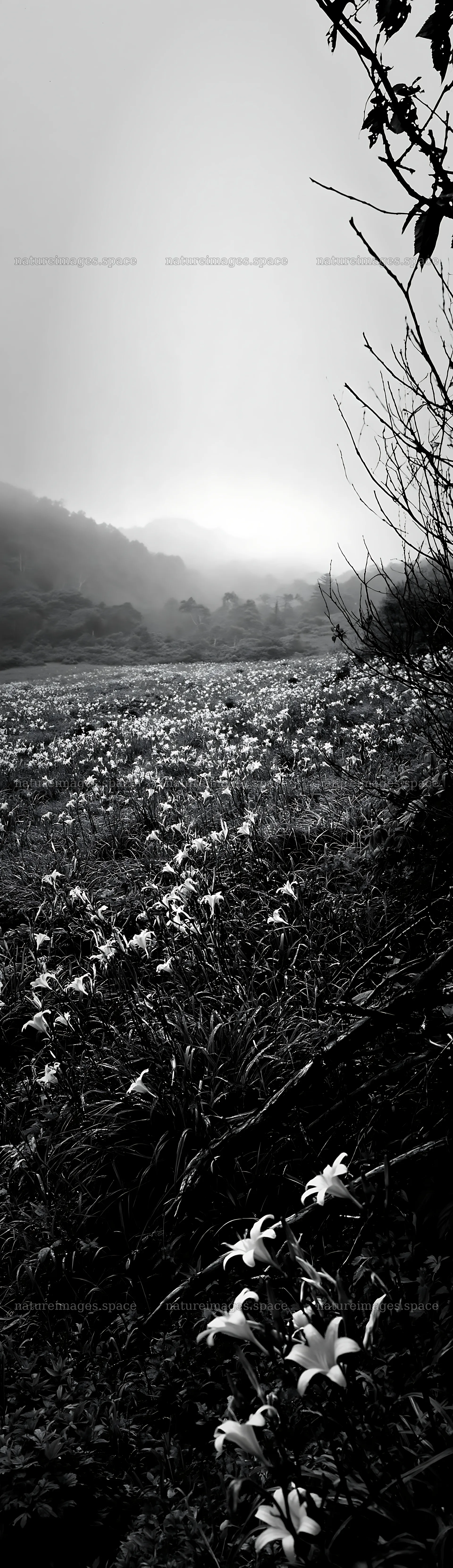 Yamagata rewilded meadow with fallen branch and blooming flowers – nature images 4268x14762
