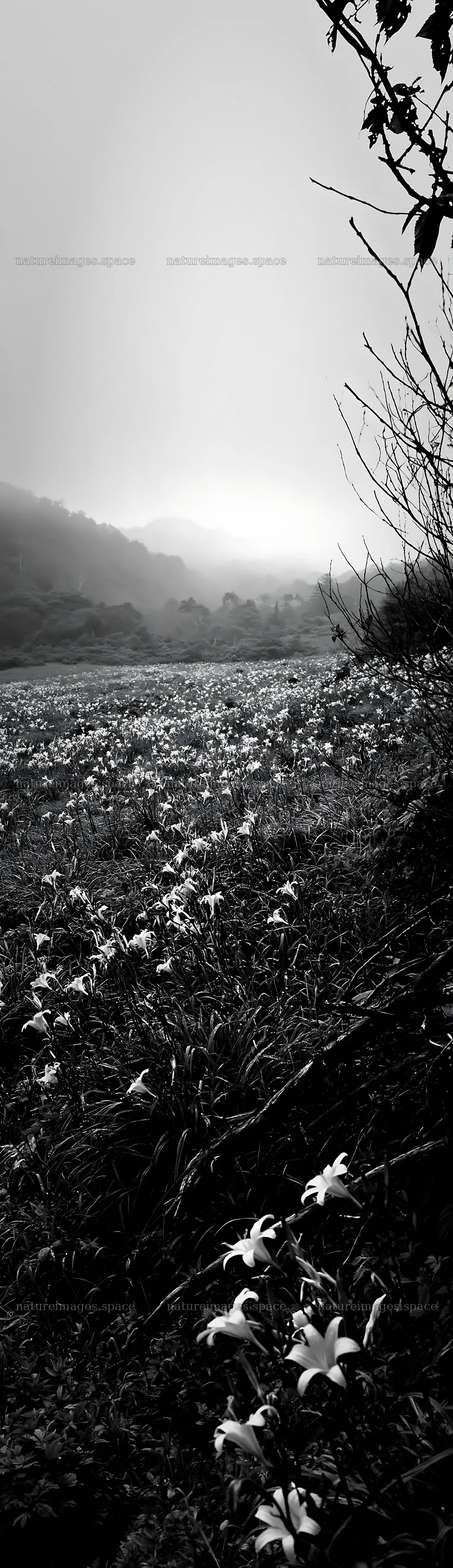 Yamagata rewilded meadow with fallen branch and blooming flowers – nature images 4268x14762